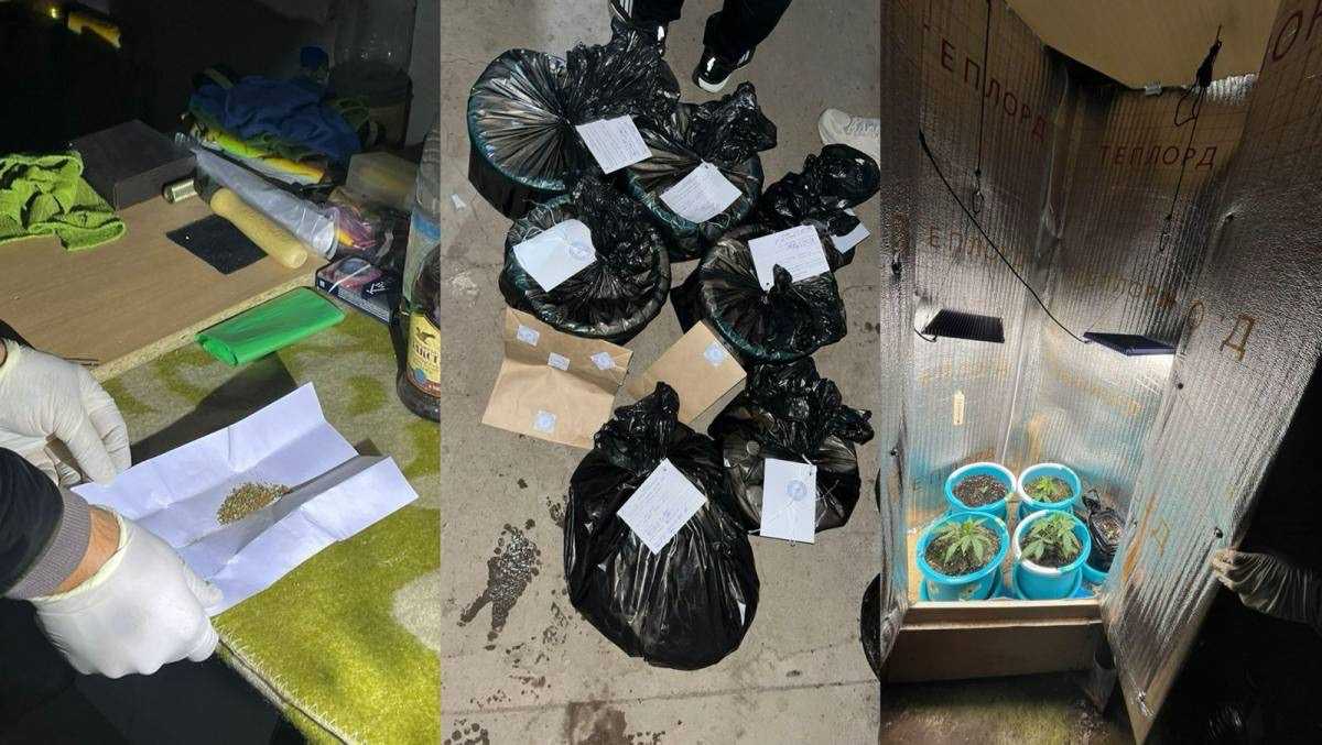 Пять кустов и лампы: подпольную фитолабораторию обнаружили в Уральске