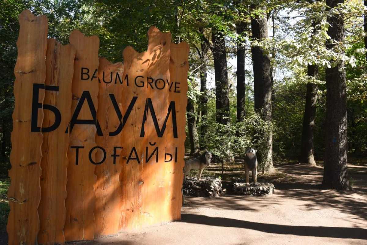 Благоустройство рощи Баума: особое внимание уделяется соблюдению природоохранных требований и сохранению здоровых деревьев