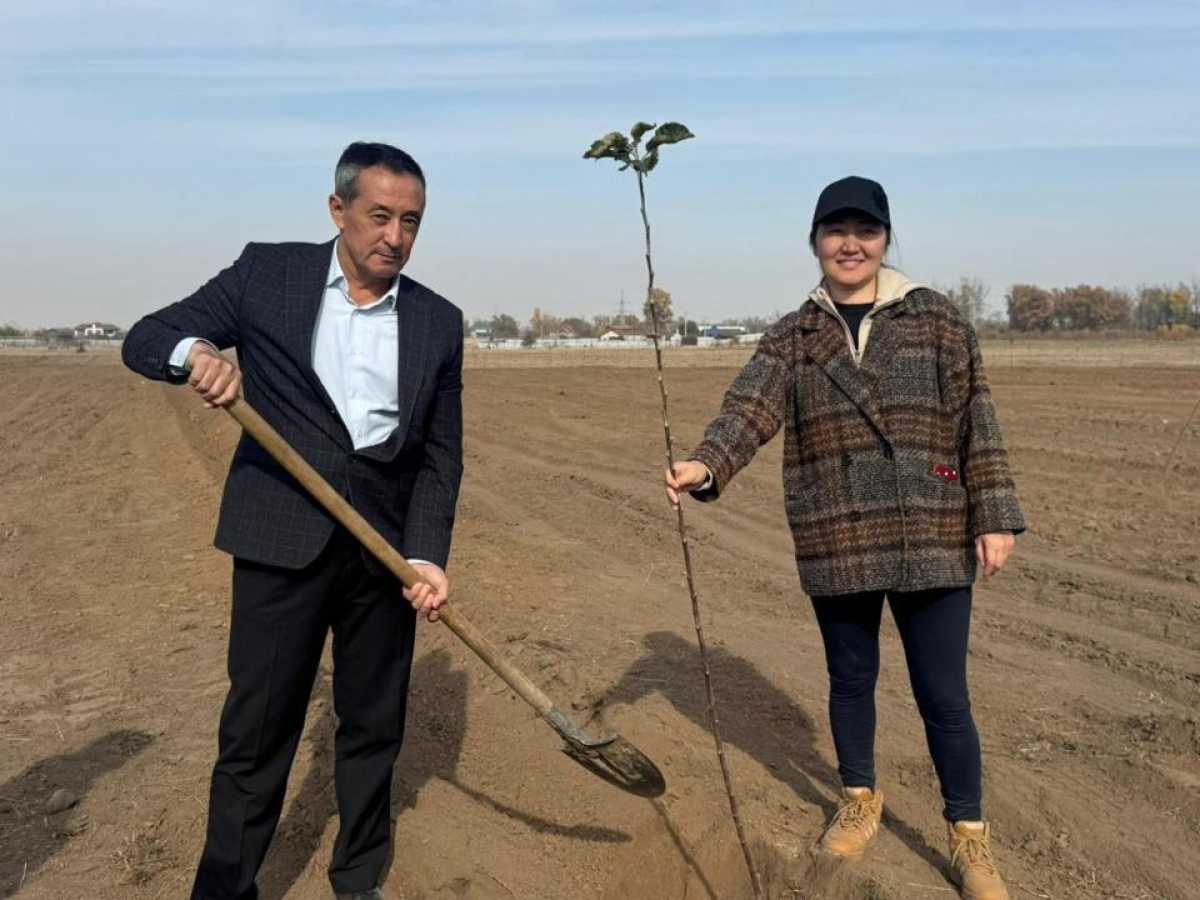 В Алматинской области ведется закладка сада по возрождению легендарного апорта