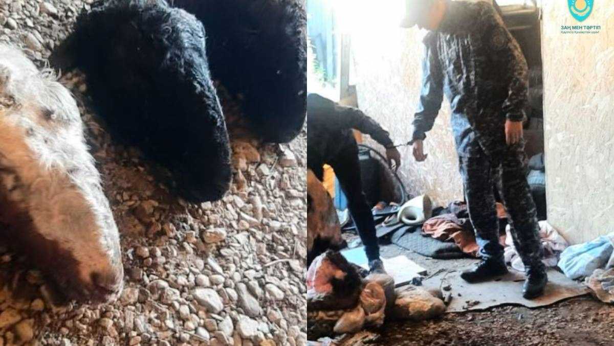 Серийных скотокрадов задержали в ВКО