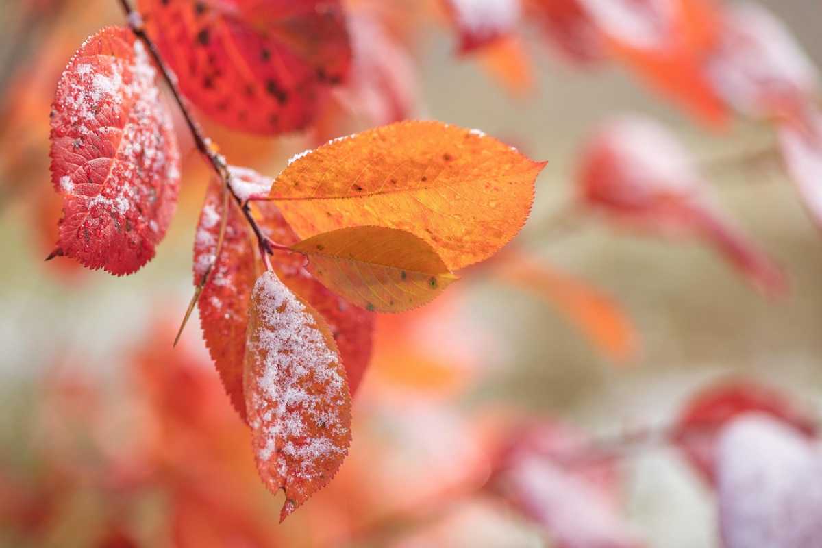 Снег, метель и гололёд: синоптики рассказали о погоде в Астане, Алматы и Шымкенте на ближайшие дни