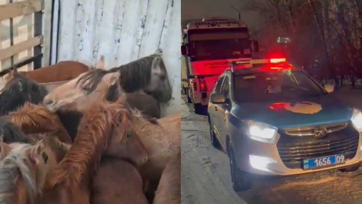 КамАЗ с похищенными лошадями задержали в Карагандинской области