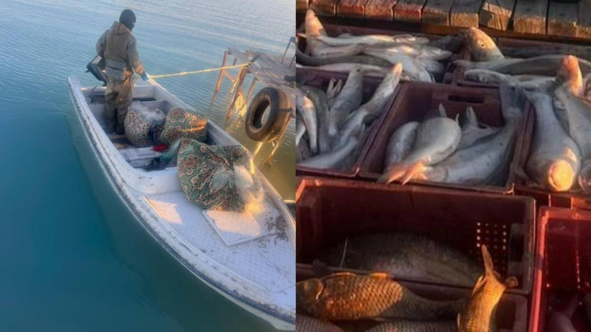 Браконьеров с 250 кг рыбы задержали на озере Балхаш