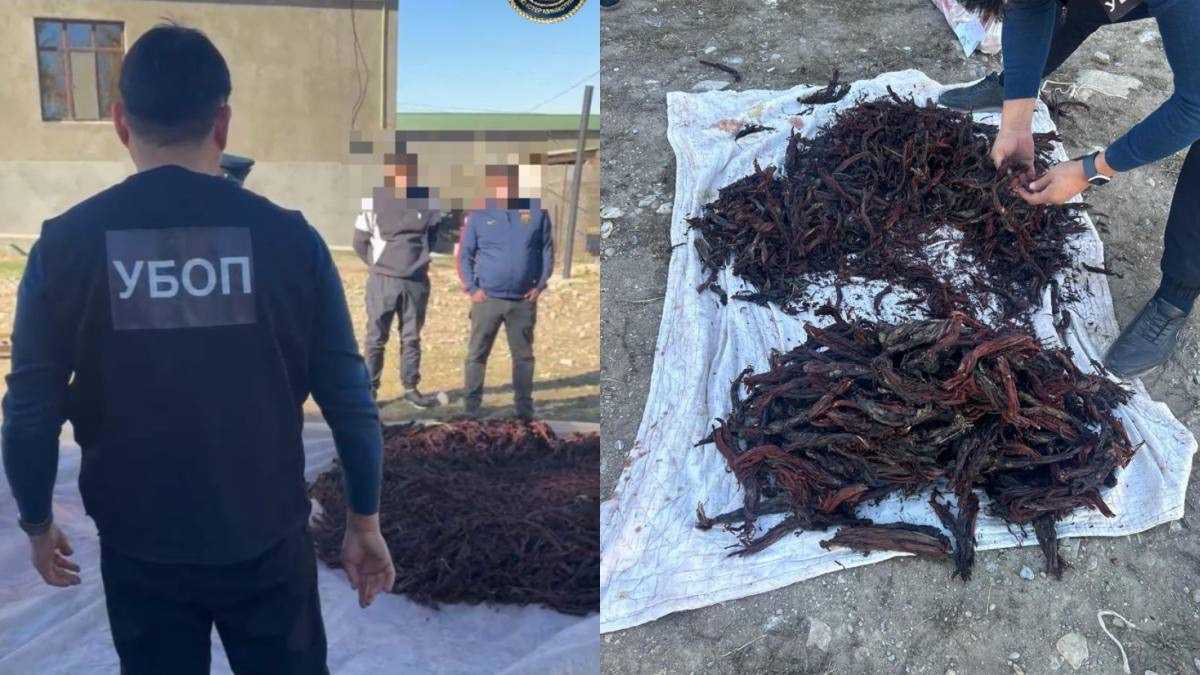 Незаконный сбор редких растений: шесть человек задержали в Туркестанской области