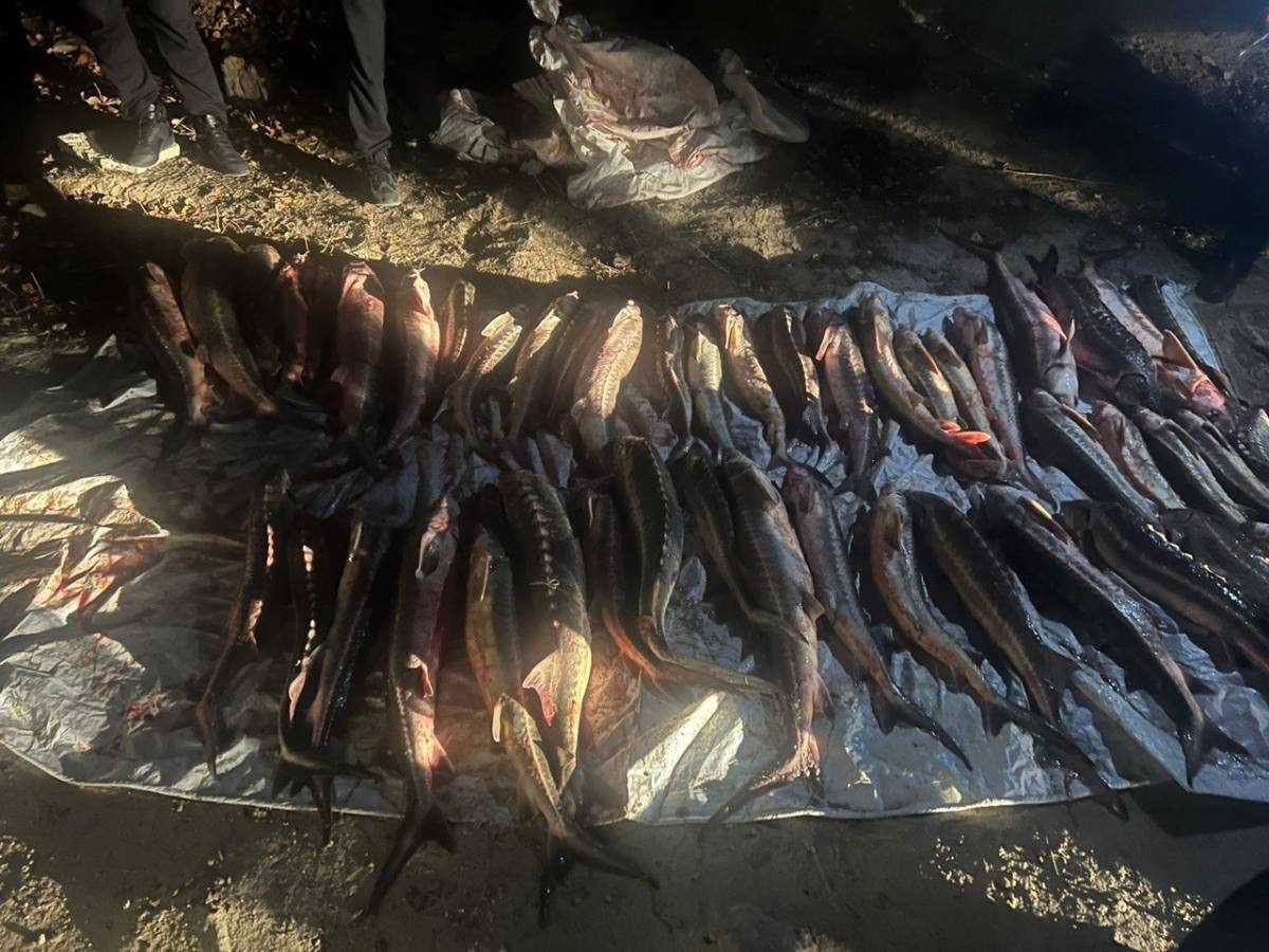 Мужчину с 287 кг осетровой рыбы задержали в Актау