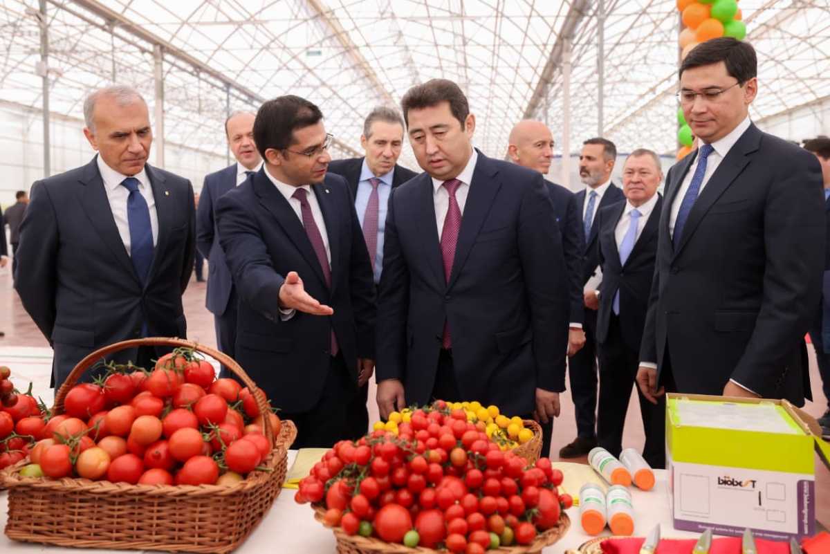 Первый урожай томатов собрали в тепличном комплексе «Alsera KZ» в Шымкенте
