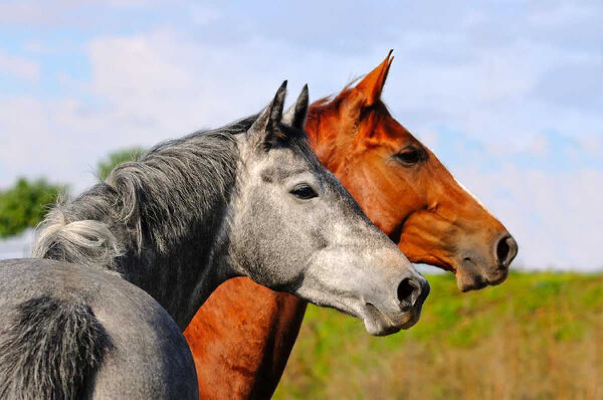 Табун лошадей похитили под Астаной: задержан глава хозяйства