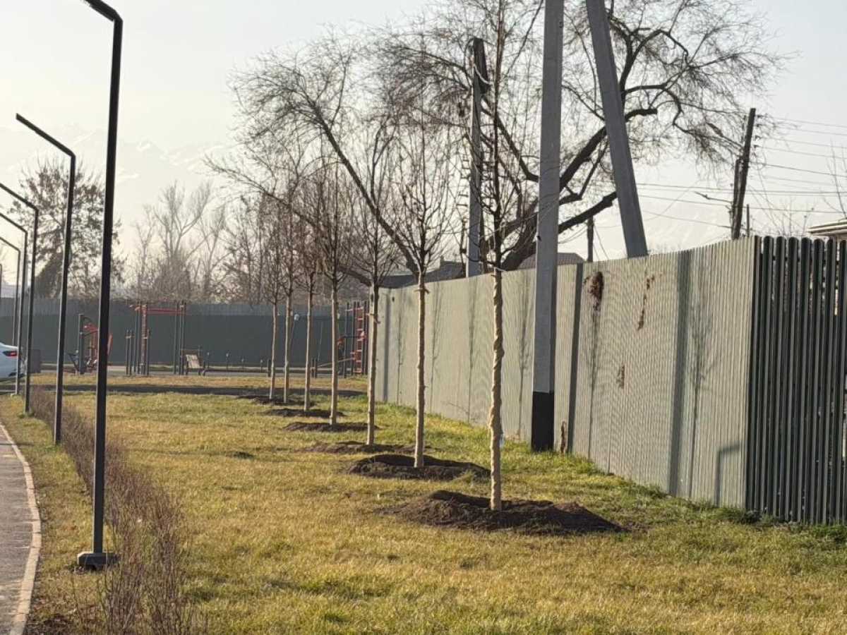 «Таза Қазақстан»: в Алматы продолжается озеленение развязки Сейфуллина–Жансугурова