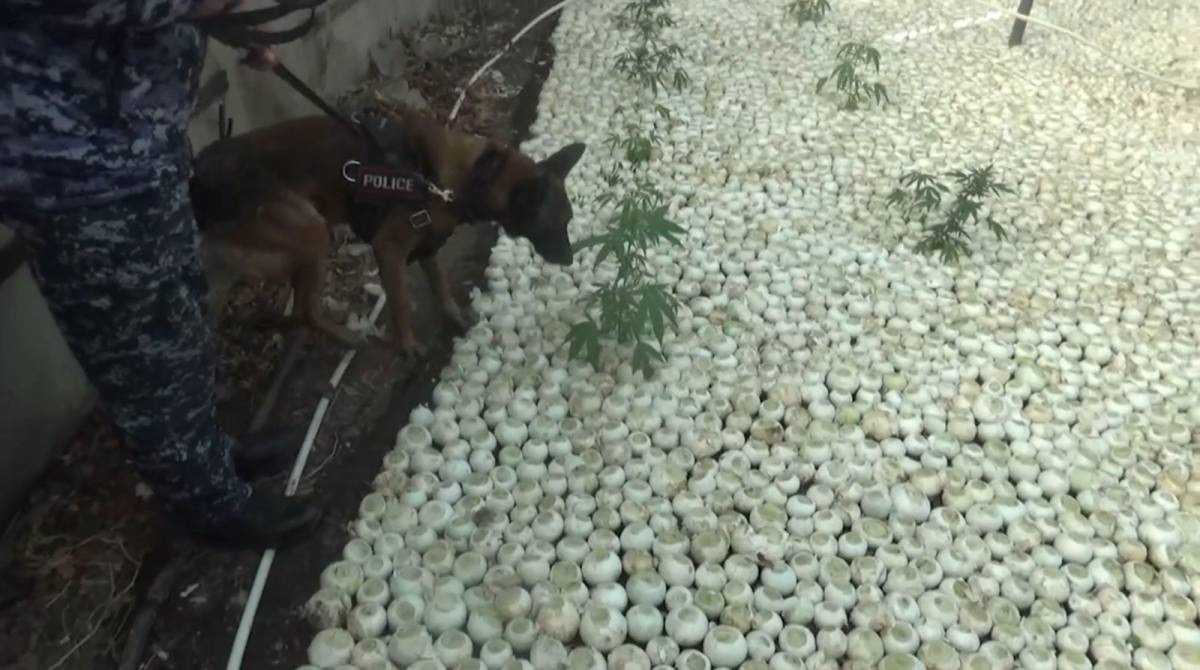 Выращивал коноплю в огороде: мужчину задержали в Жетысуской области