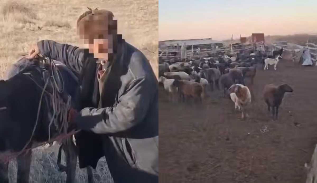 Почти три дня не ел и не спал: заблудившегося пастуха с 700 овцами нашли в Жамбылской области