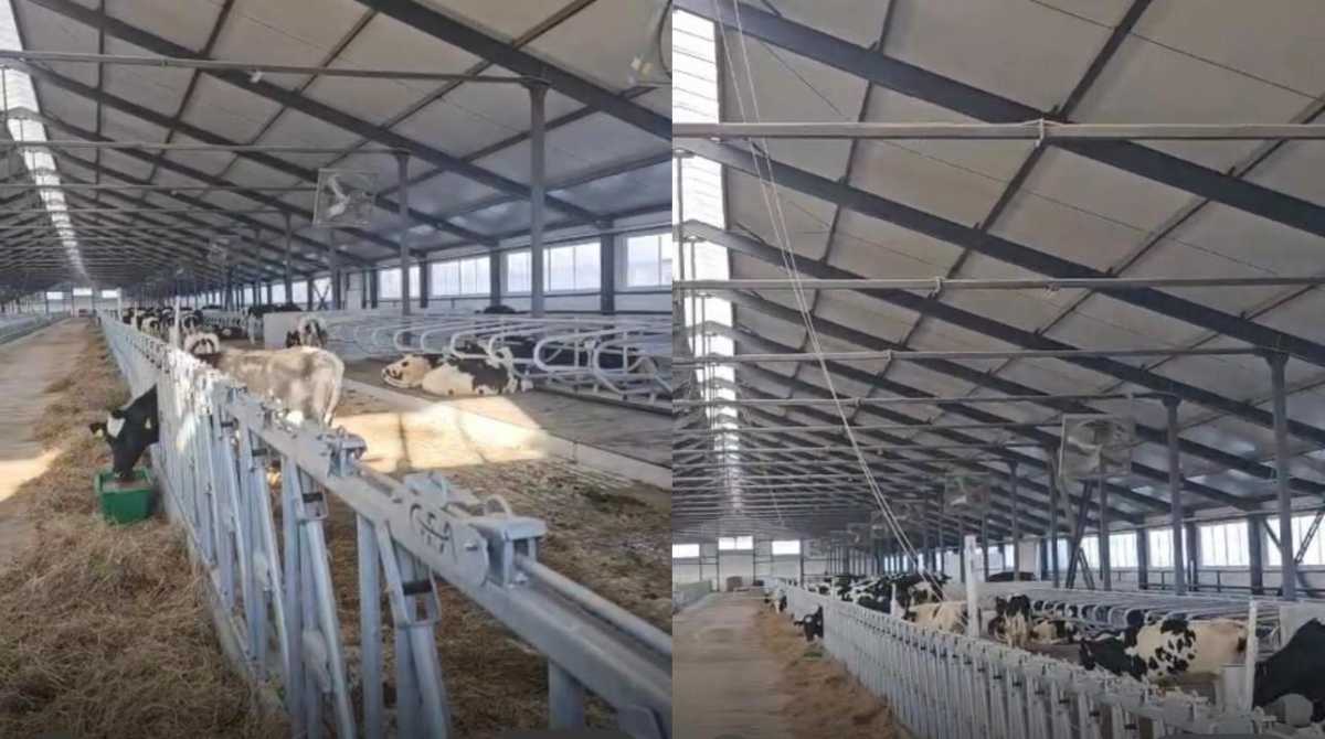 В Павлодарскую область доставлена первая партия племенных нетелей для новой МТФ