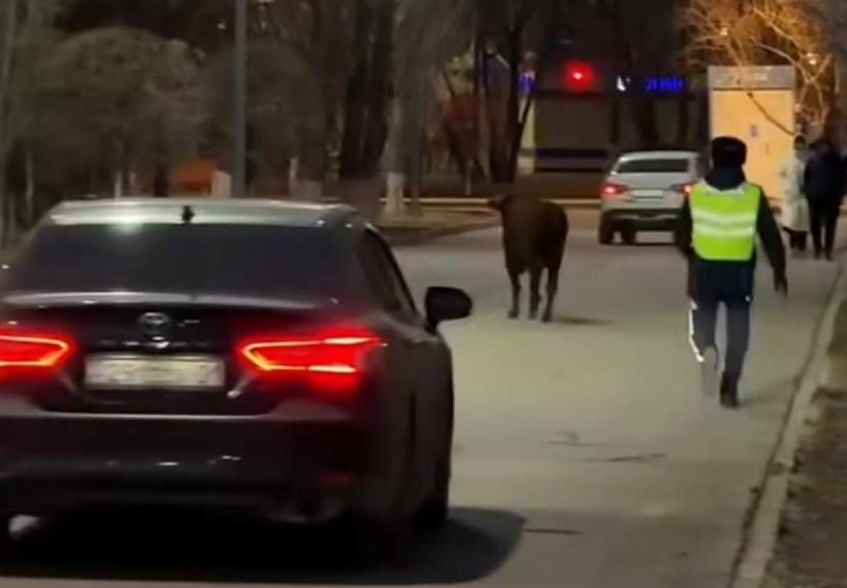 Коровий побег в Астане попал на видео