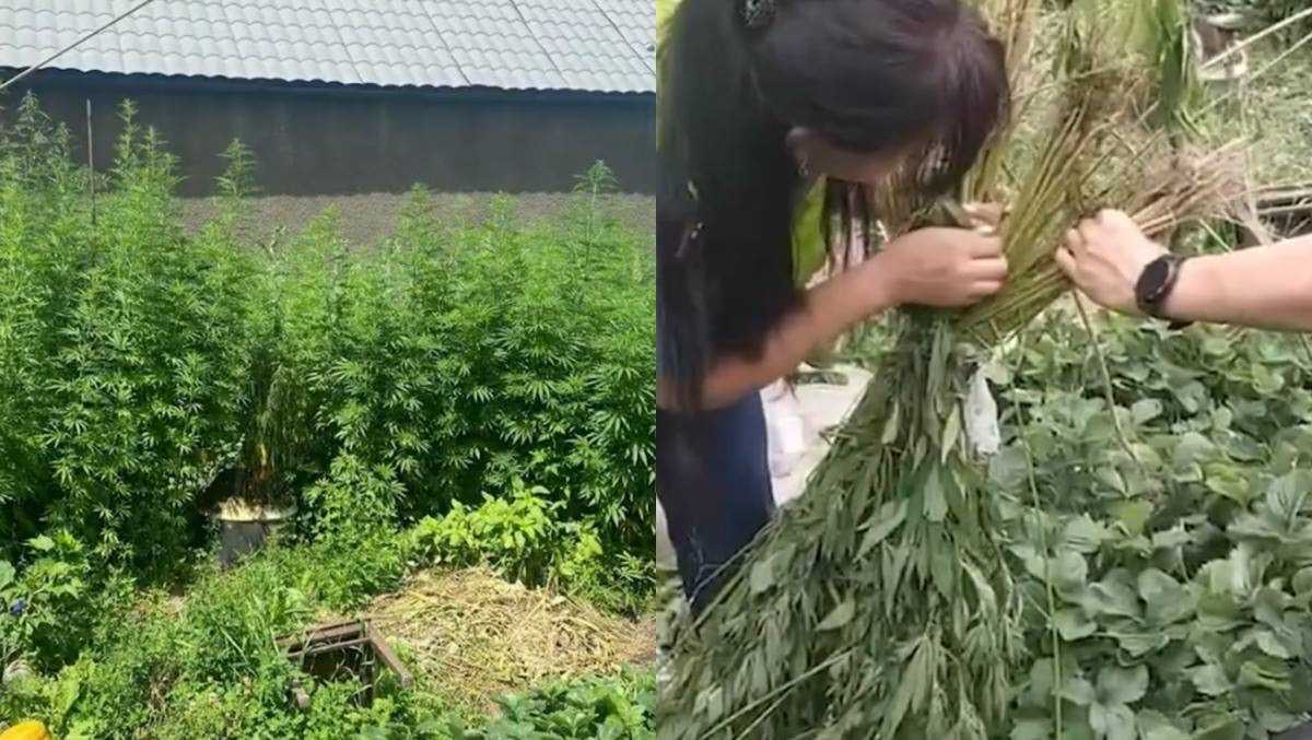 Выращивал во дворе: более 23 кг конопли изъяли у жителя Алматы