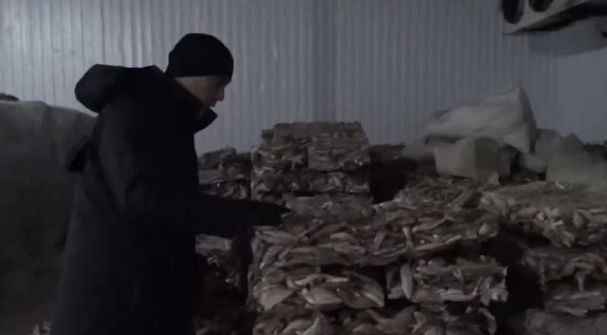 Более 75 тонн филе судака незаконно экспортировали в Европу из Кызылординской области: осуждены руководители предприятия