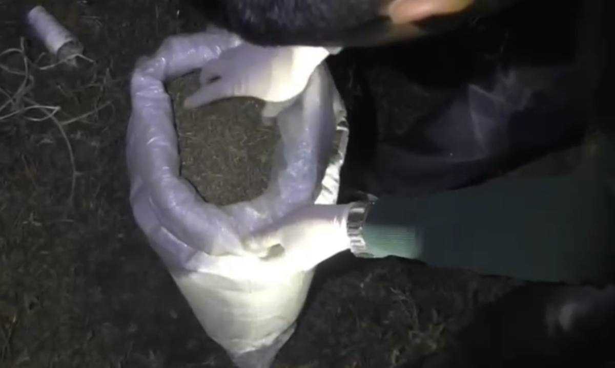 Более 50 кг марихуаны у жителей Жамбылской области