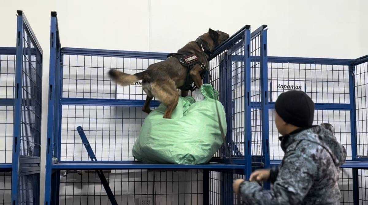 Полицейские собаки проверили почтовые посылки в Жетысуской области