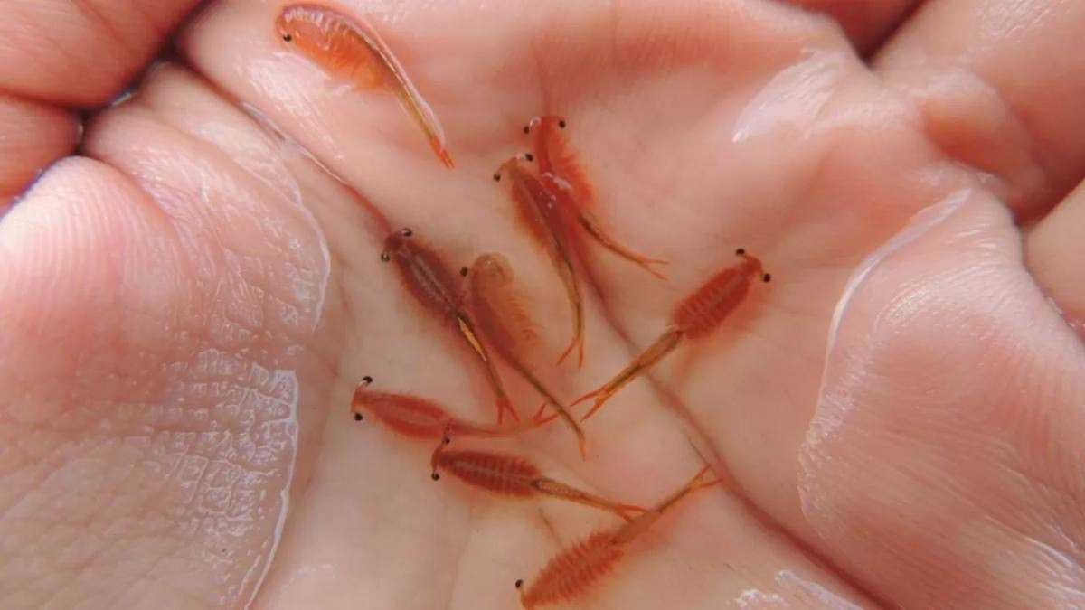 Ущерб 6,7 млн тг: браконьер добывал редкие ресурсы в Павлодарской области