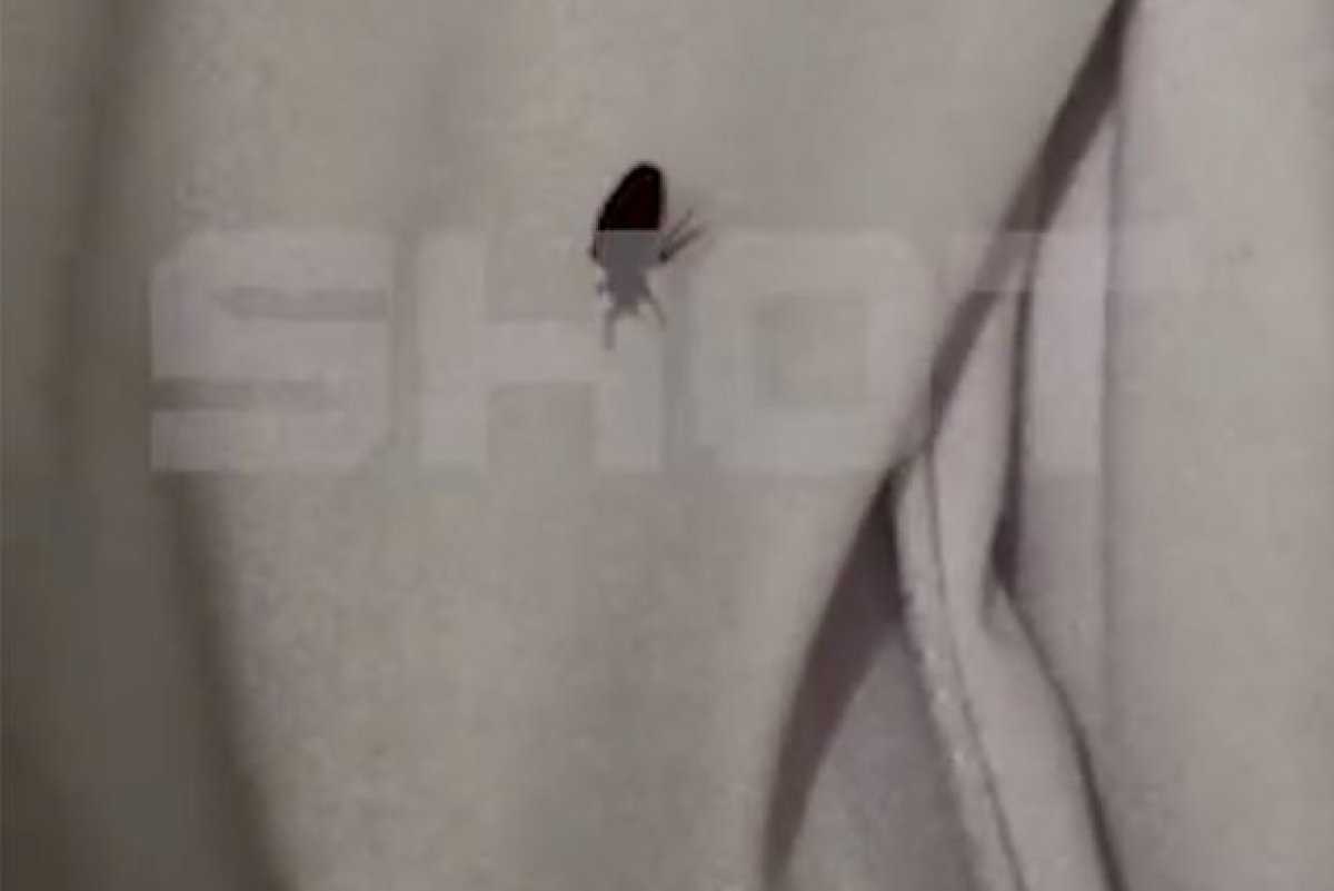 Клопы атаковали пятьзвездочные отели Египта