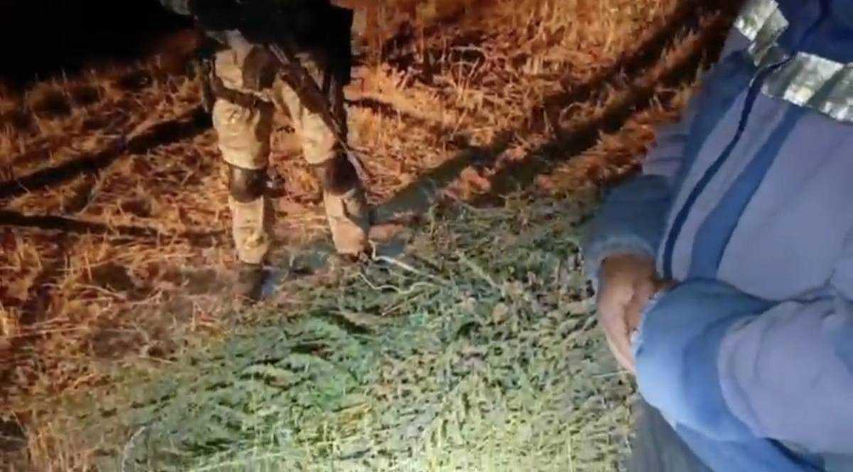 Сборщика дикорастущей марихуаны задержали в Жамбылской области