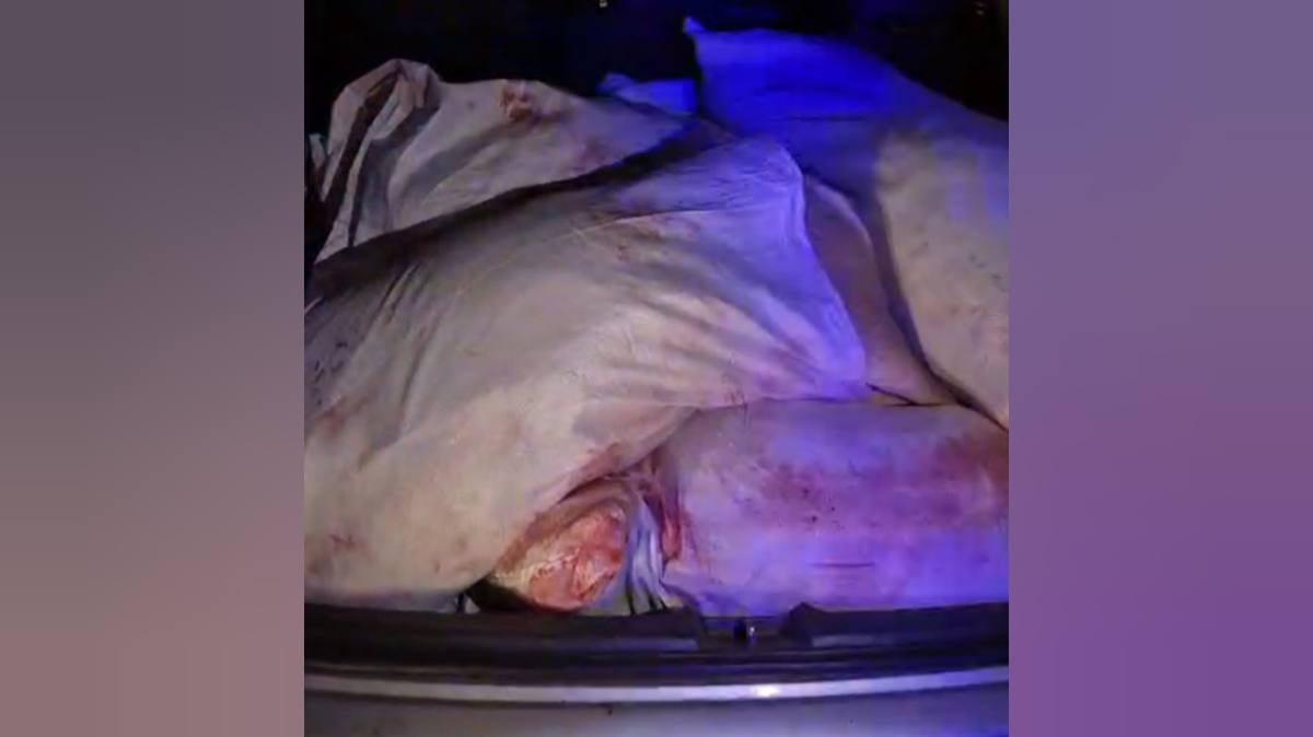 Браконьеров с тушами косуль задержали в ЗКО