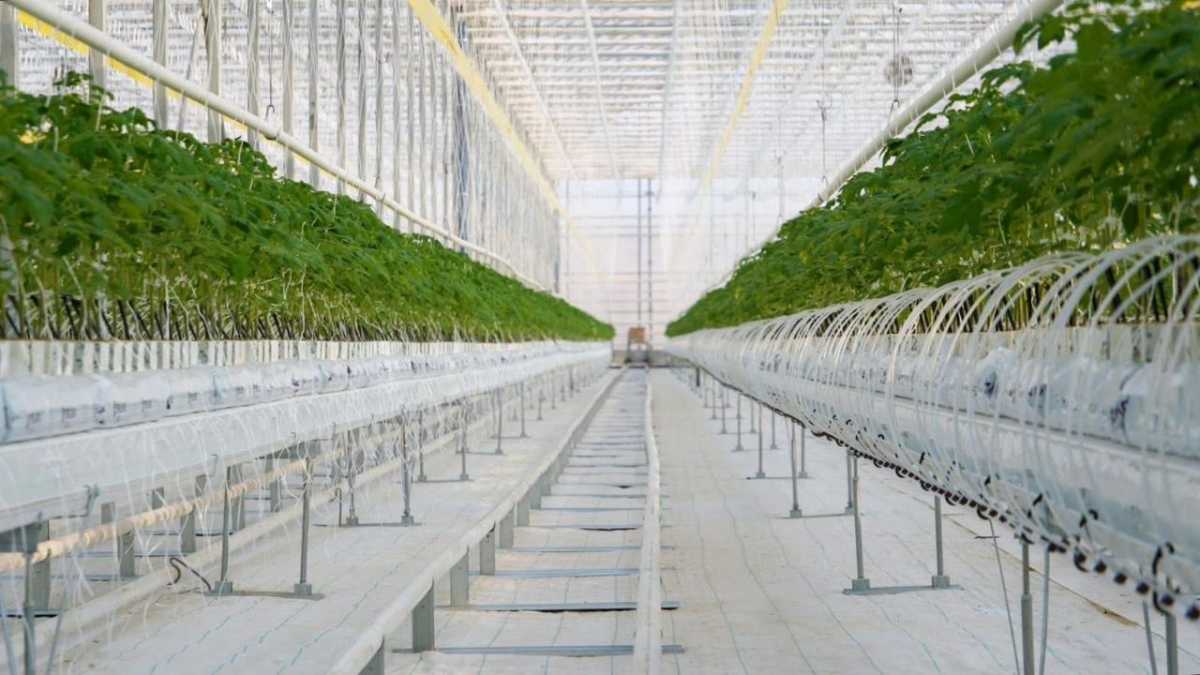 Тепличный комплекс мощностью 27 000 тонн овощной продукции в год запустили в Туркестанской области
