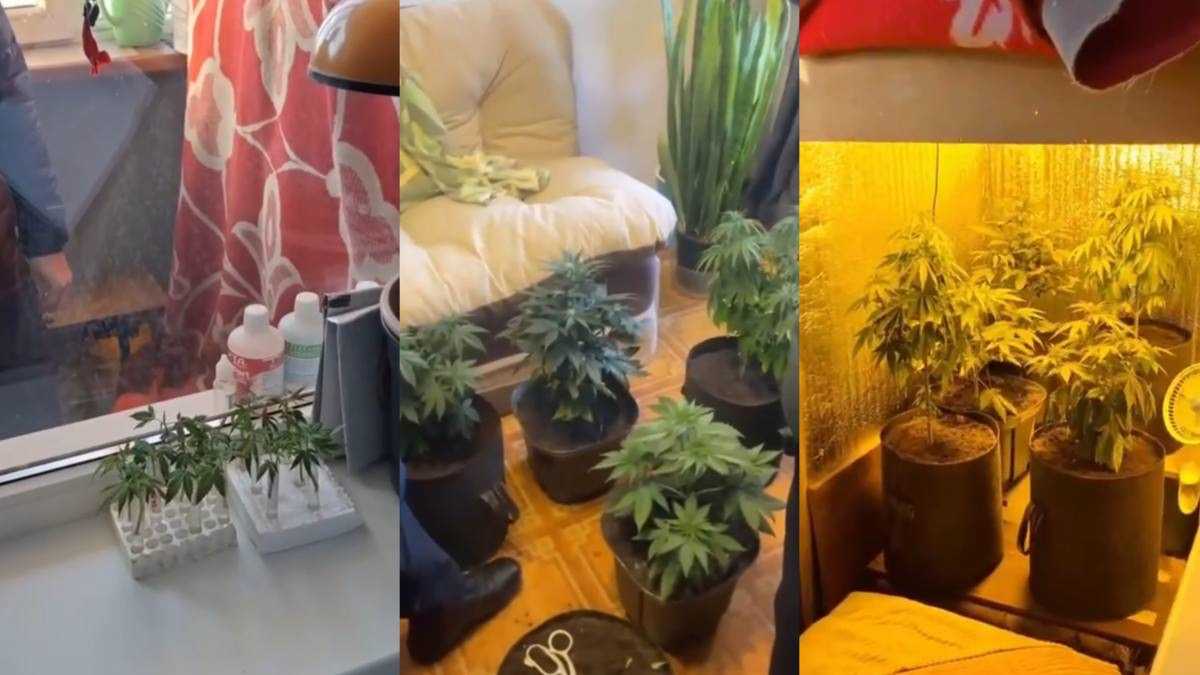 Пять кустов и тепличное оборудование: жителя Актюбинской области задержали за выращивание марихуаны