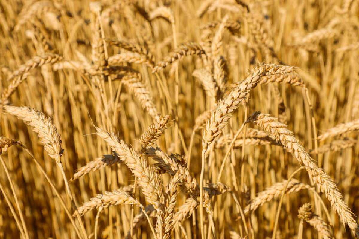 Второй год подряд наши аграрии собирают рекордный урожай – Токаев