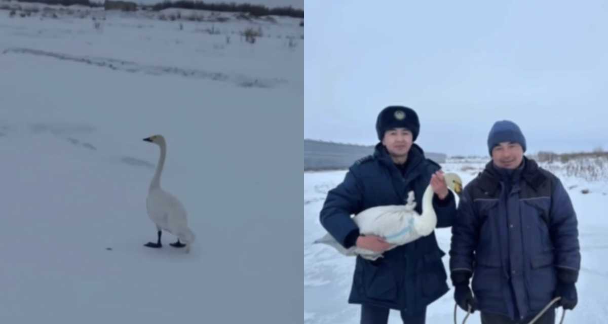 Раненого лебедя спасли полицейские в ВКО