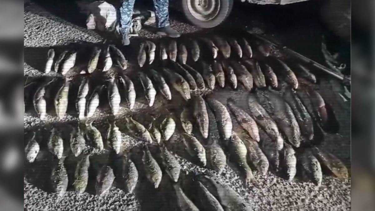 Более 4 тысяч нарушителей природоохранного законодательства наказали в Казахстане