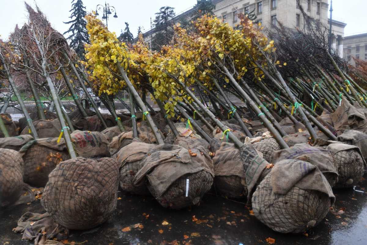 В Алматы до 2030 года планируется высадить еще 1,3 млн деревьев и кустарников