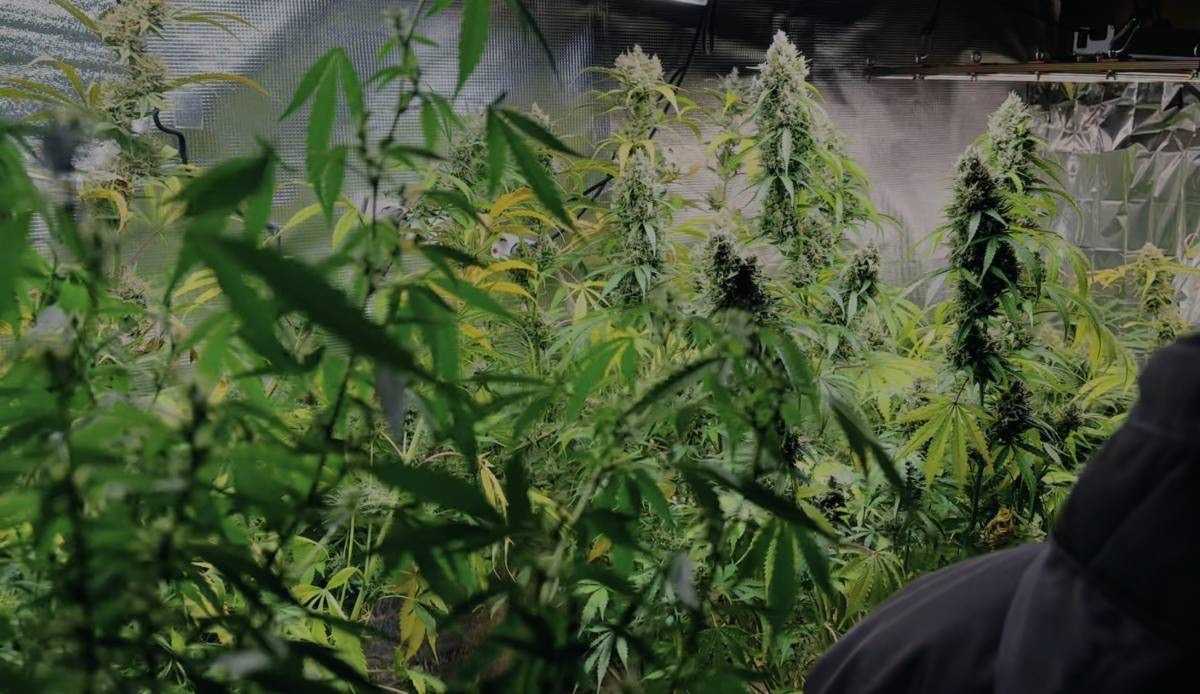 Фитолабораторию по выращиванию наркотиков обнаружили в бане в Алматинской области