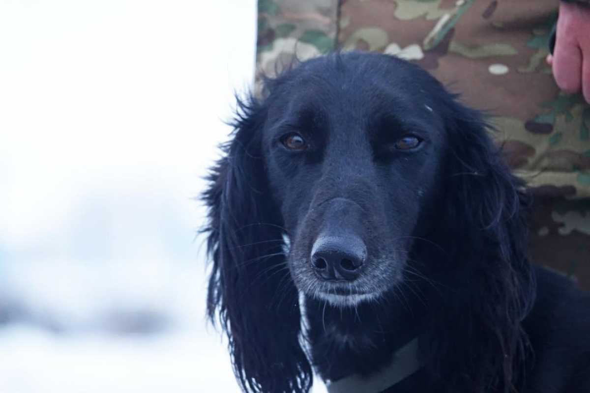 Четвероногий «солдат» служит в войсковой части Вооруженных сил