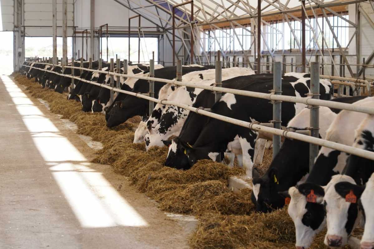 Завод по производству кормов для домашних животных постоят в Алматинской области