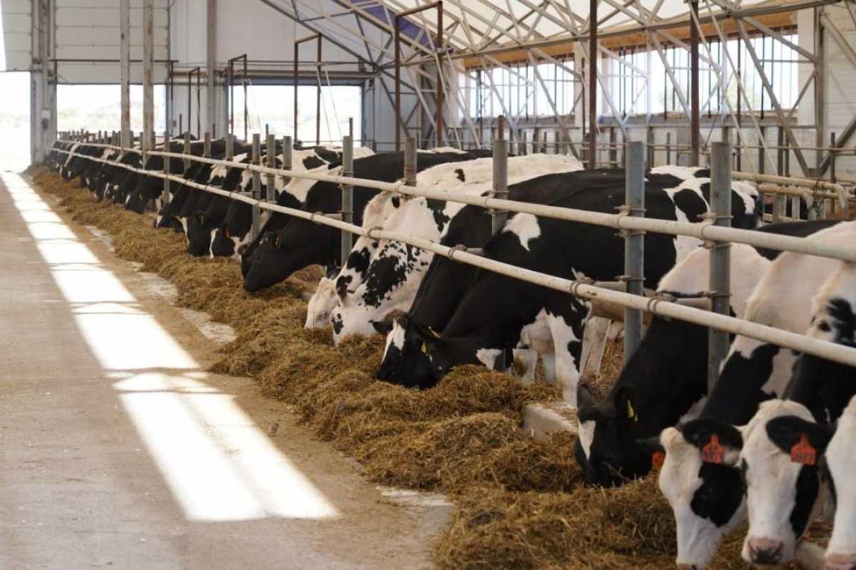 В Алматинской области построят завод по производству кормов для домашних животных с объемом инвестиций свыше 88 млрд тенге