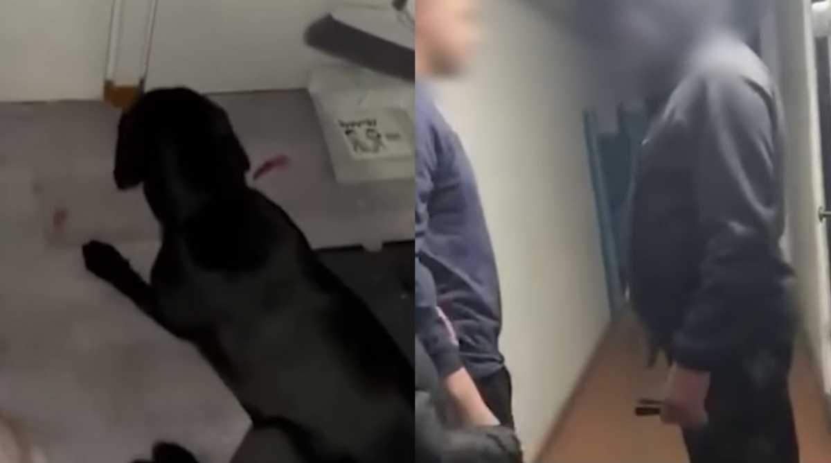 Мужчина выбросил щенка с пятого этажа в Усть-Каменогорске