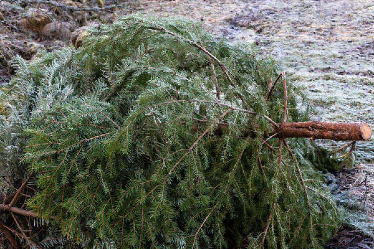 Алматинский зоопарк запустил акцию по приёму использованных новогодних ёлок