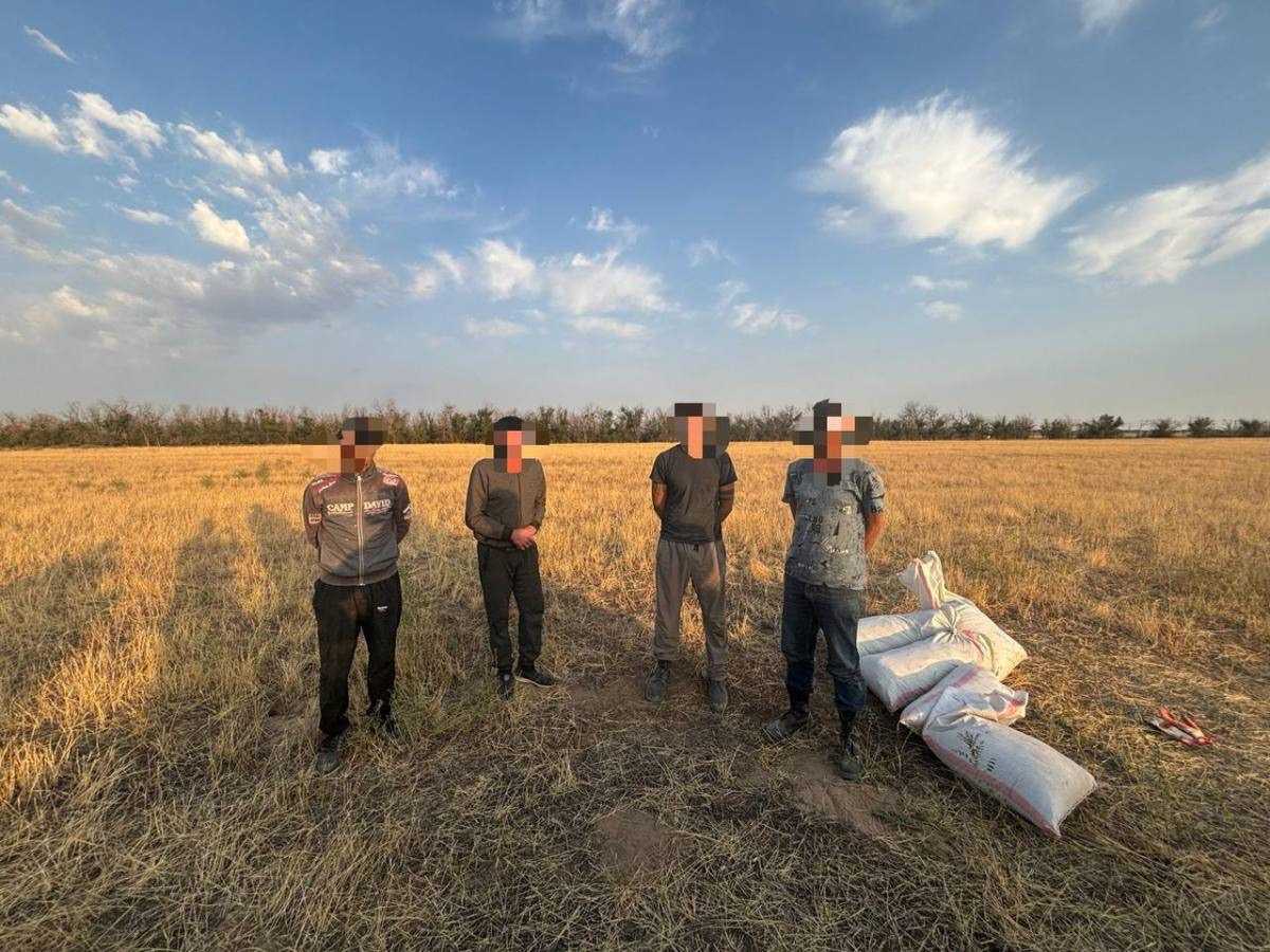Крупную партию марихуаны изъяли в Жамбылской области: осуждены четыре человека