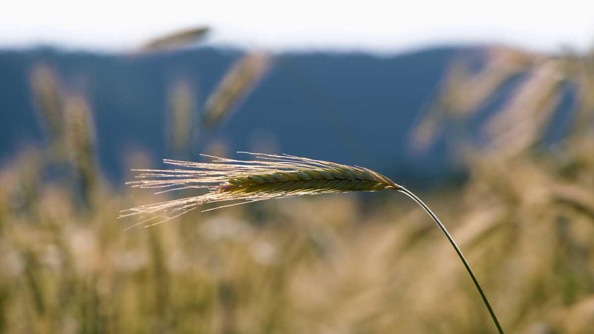Проект по производству 12,7 тыс. тонн донатов и хлебцев реализуется в Северо-Казахстанской области
