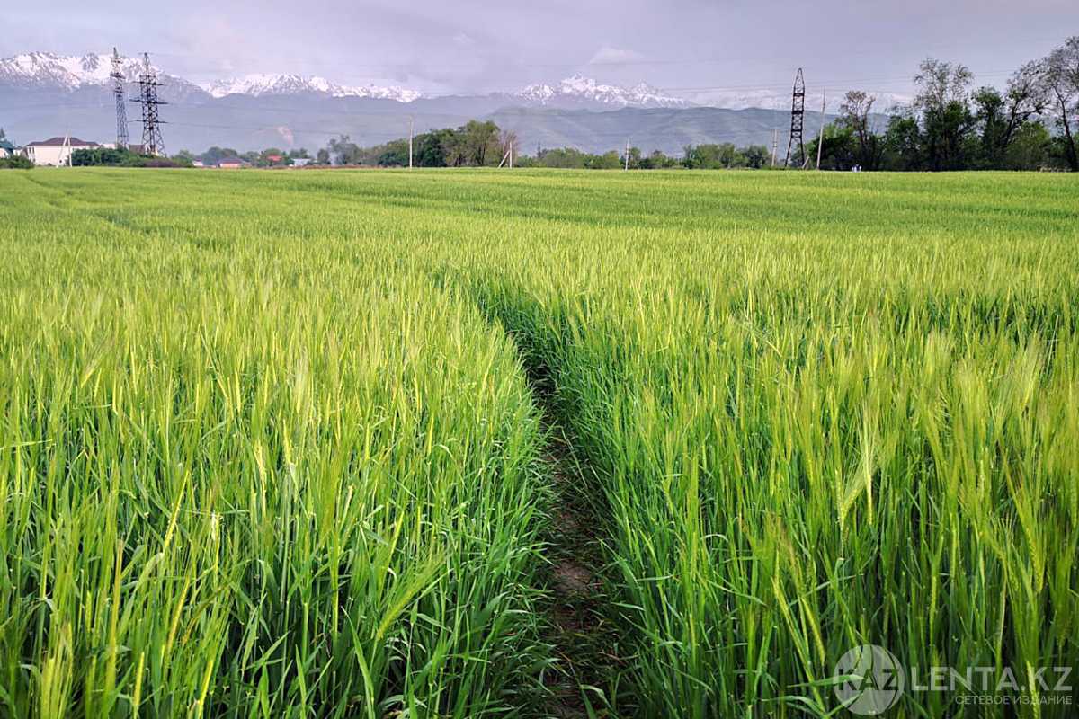 2,1 млн га неиспользуемых земель досрочно возвращены в государственную собственность