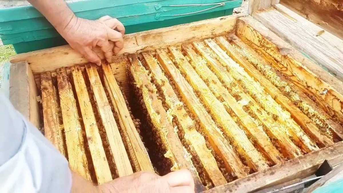 Попытку незаконного транзита мёда пресекли в Жамбылской области