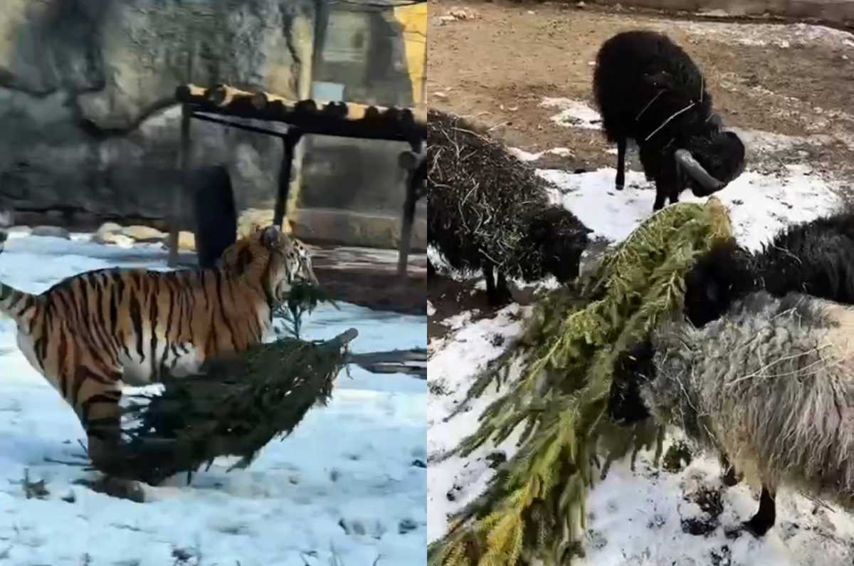 «Сдай ёлку»: хвойные деревья стали игрушками и лакомством для животных Алматинского зоопарка