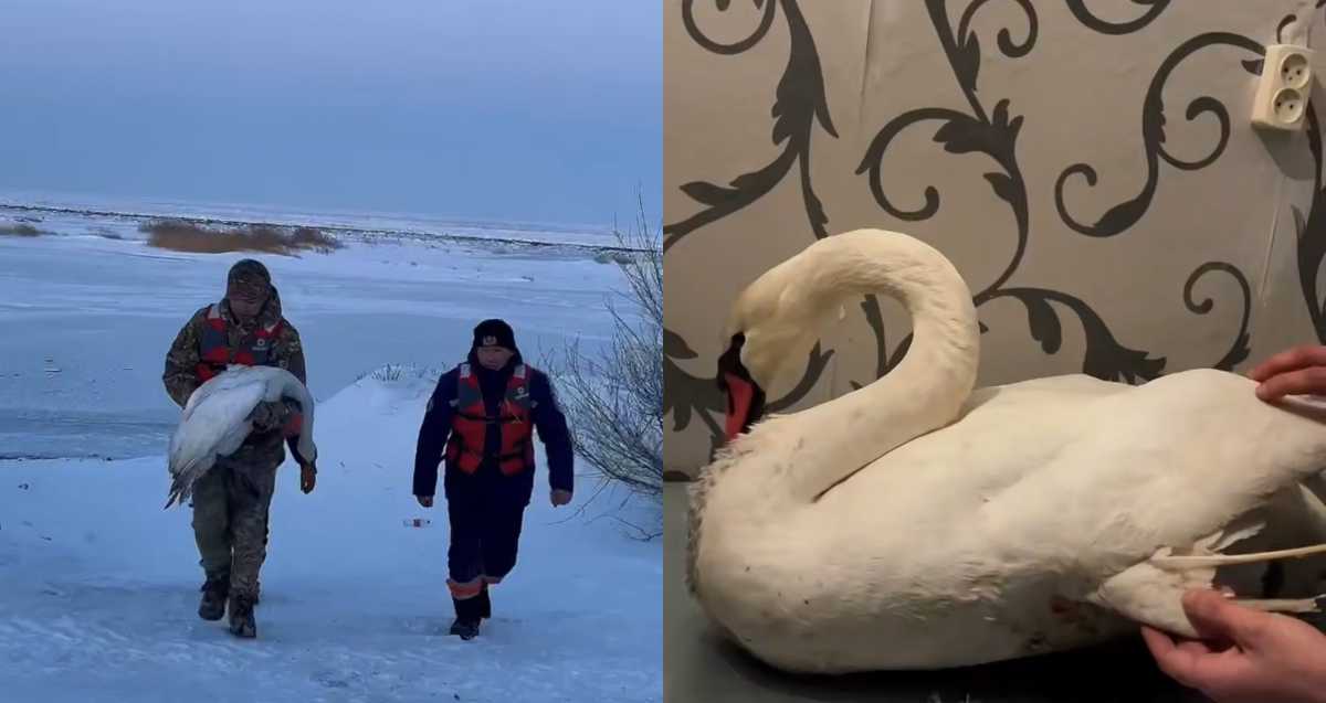Раненого белого лебедя спасли в Жетысуской области