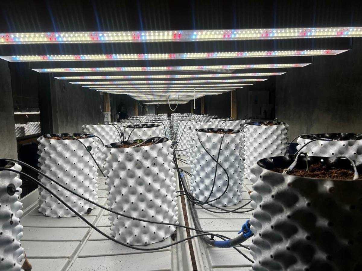 Фитолабораторию по выращиванию конопли ликвидировали в Акмолинской области