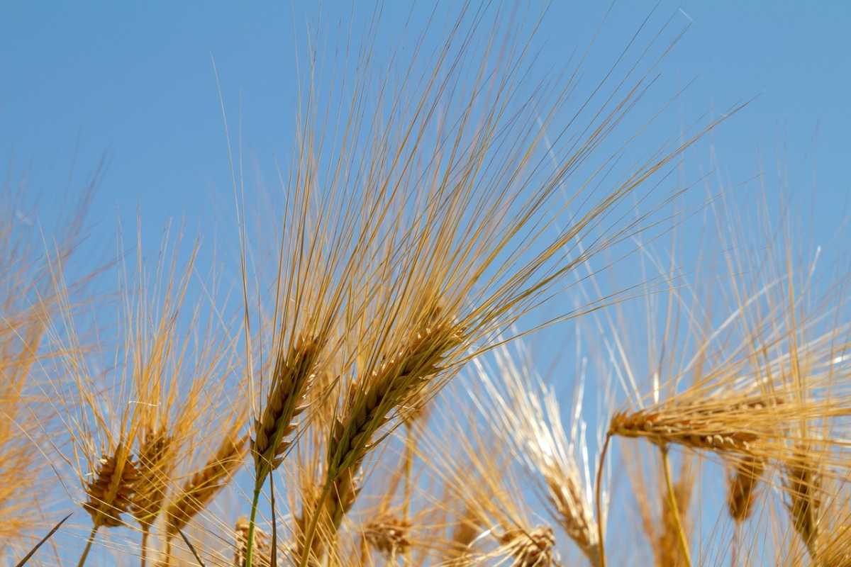 Экспорт зерна нового урожая вырос до 5,1 млн тонн — данные «Қазақстан темір жолы»