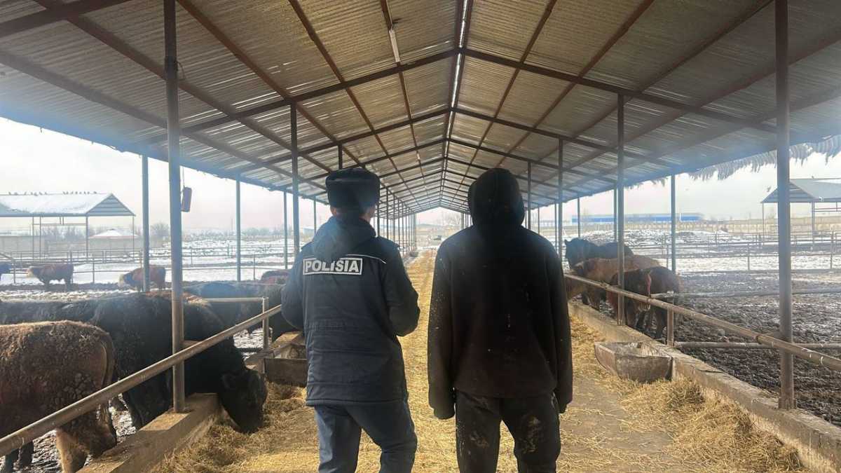 Отключали свет и камеры: в Шымкенте раскрыли кражу скота на 25 млн тг