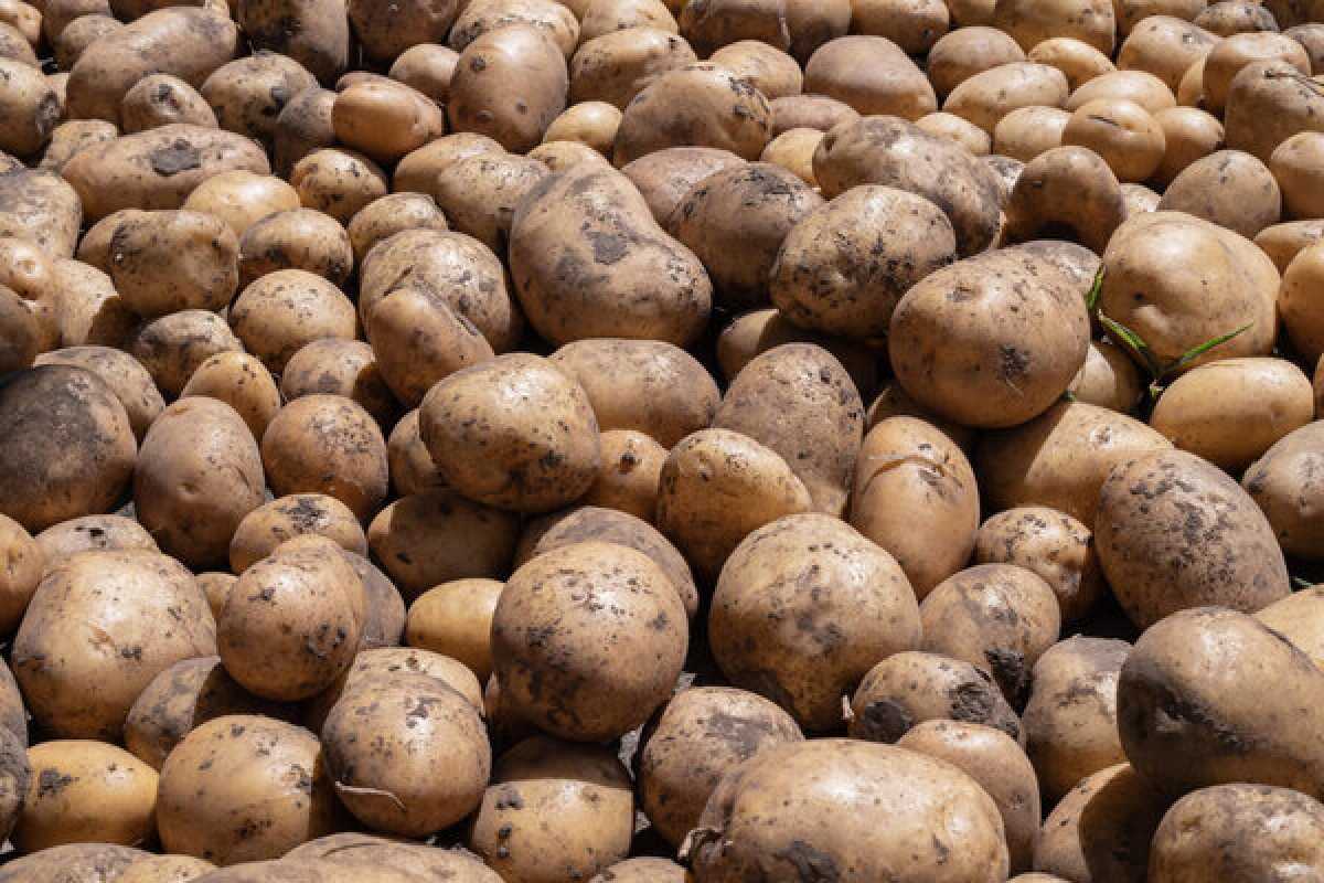 В Казахстане увеличат посевы картофеля, моркови и кукурузы