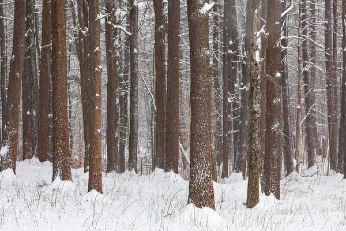 Пропавшего 18-летнего парня нашли мёртвым в лесу в Петропавловске