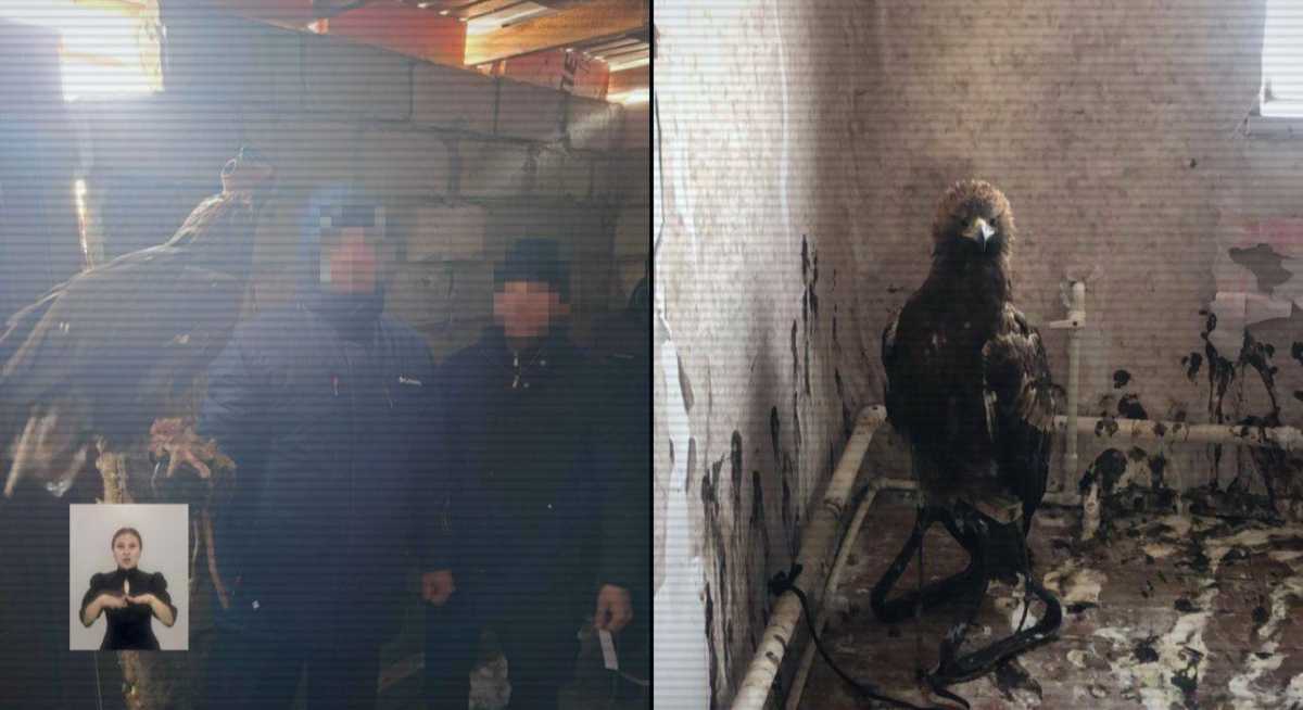 Ущерб более 120 млн тг: канал контрабанды краснокнижных птиц пресекли в Павлодарской области