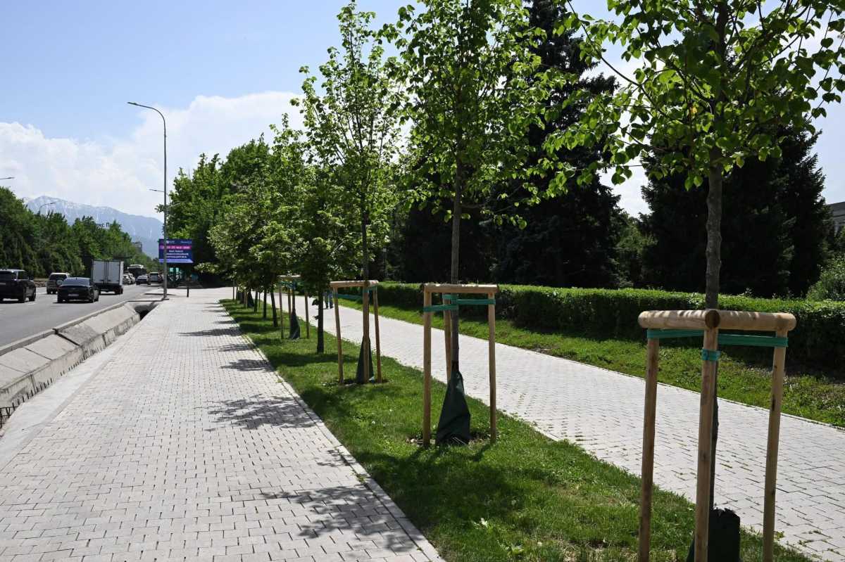 Новый дендрологический план разработают в Алматы