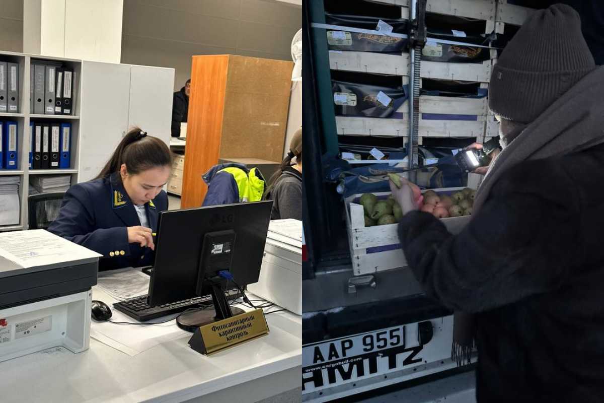 19 тонн груш возвращены в Бельгию из-за отсутствия фитосанитарного сертификата